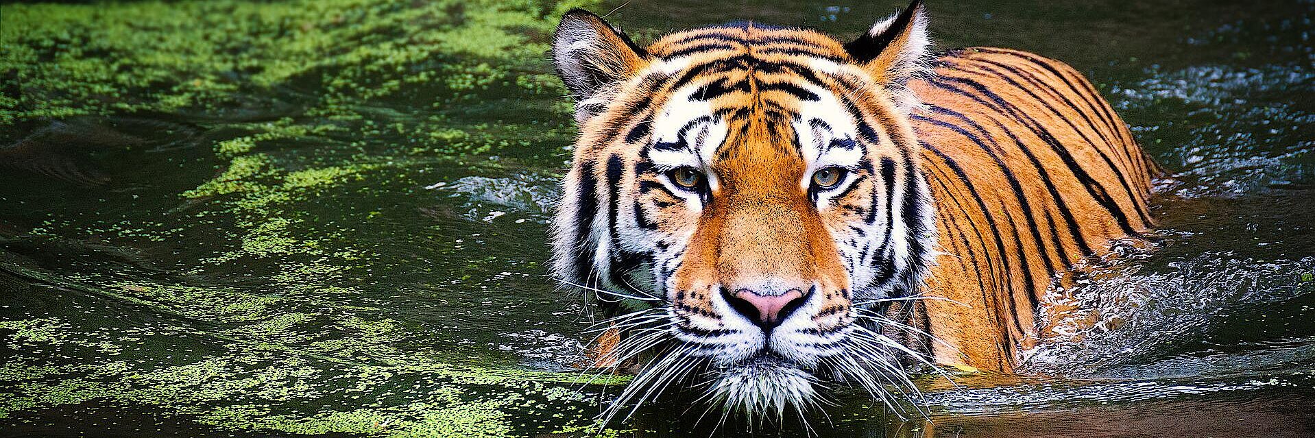 Tiger schwimmt in Fluss