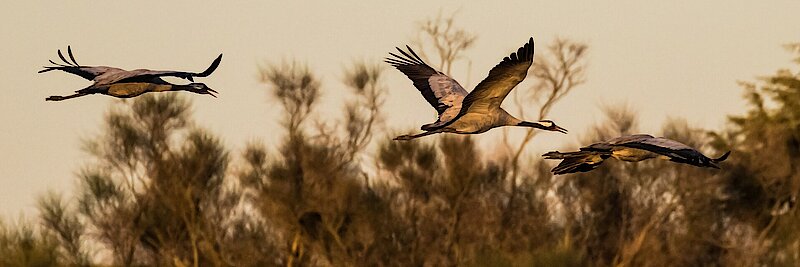 Drei graue Kraniche fliegen über eine Moorfläche