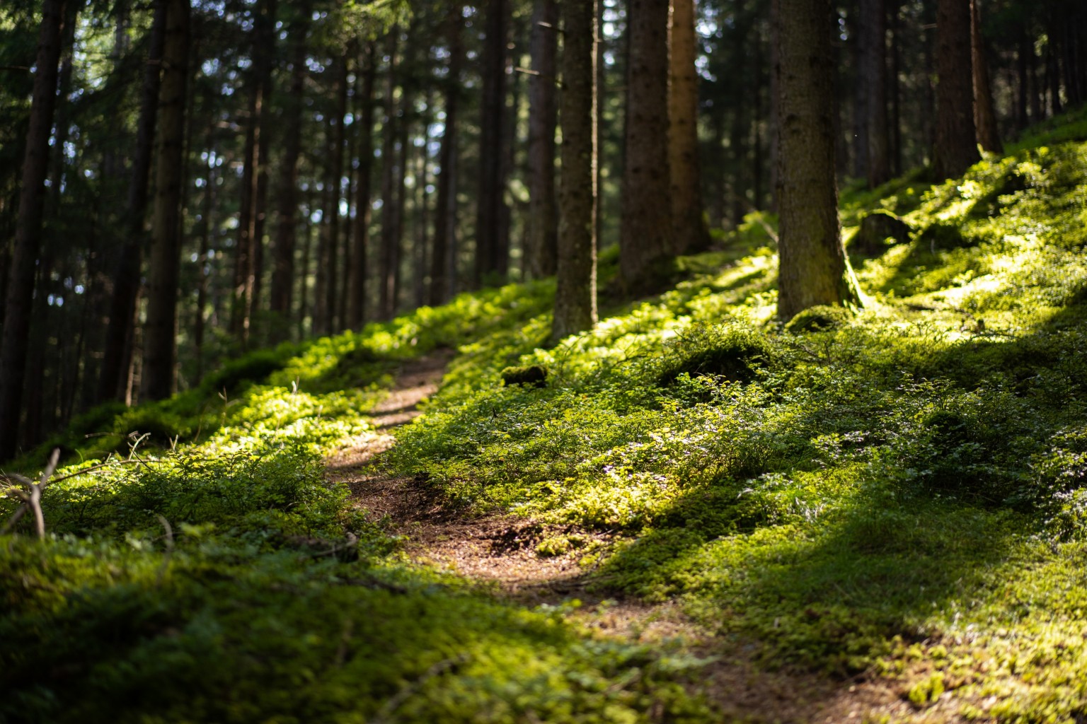 Wald im Sonnenlicht